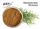 Gmp-hohe Qualität Rosemary Extract mit 5% Carnosic sauer und Carnosol