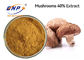 GMP trocknete Shiitake-Pilz, den Auszug gelbes Brown pulverisieren