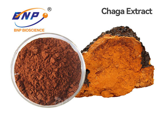 Sibirier Chaga-Pilz-Auszug-Pulver-Polysaccharide 20%