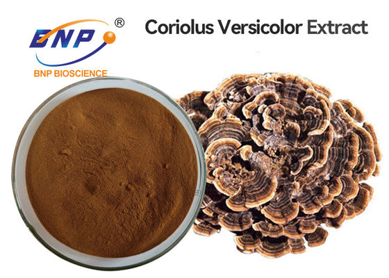Mund-Coriolus-Versicolorpilz-Auszug pulverisieren freies GMO