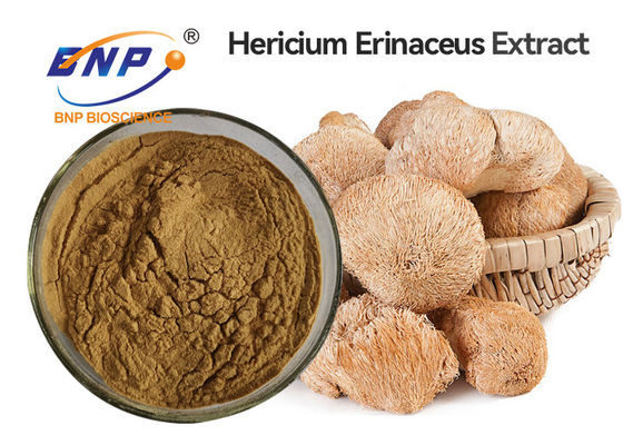 Erinaceus-Pilz-Auszug Browns Hericium pulverisieren Rohstoff