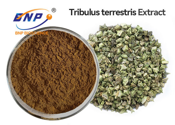 95% Tribulus-Saponine Tribulus Terrestris-Auszug-Pulver