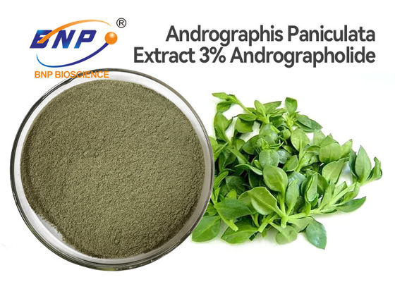 Blatt-Auszug-Pulver 3% Andrographolide natürliches Antivirenergänzungen Andrographis Paniculata