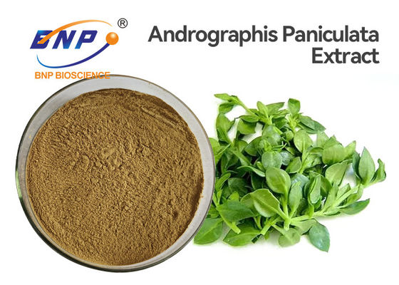 Antiviren-Auszug Andrographis Paniculata pulverisieren 50% Andrographolide HPLC