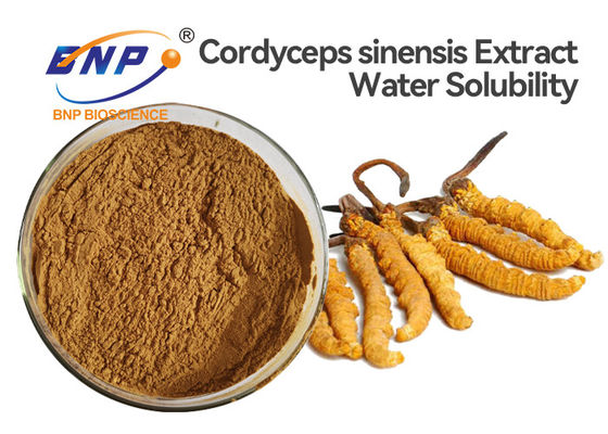 Auszug-Pulver-natürlicher gegorener medizinischer Pilz des Polysaccharid-10% Cordyceps Sinensis