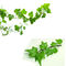 Natürliches Ivy Leaf Extract Powder Hedera-Schneckenauszug10:1 oder 10% Hederacoside C