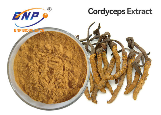 Pulverisieren gelber Pilz-Auszug Browns Myzel Cordyceps Sinensis